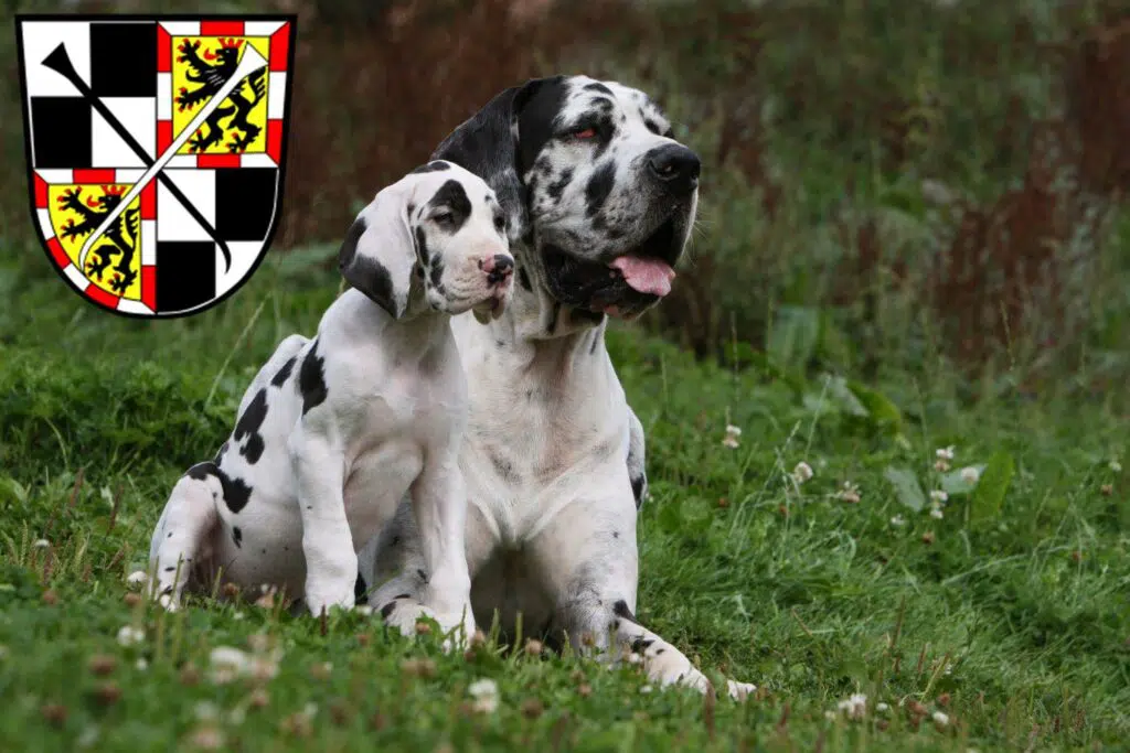 Dogge Züchter mit Welpen Bayreuth, Bayern