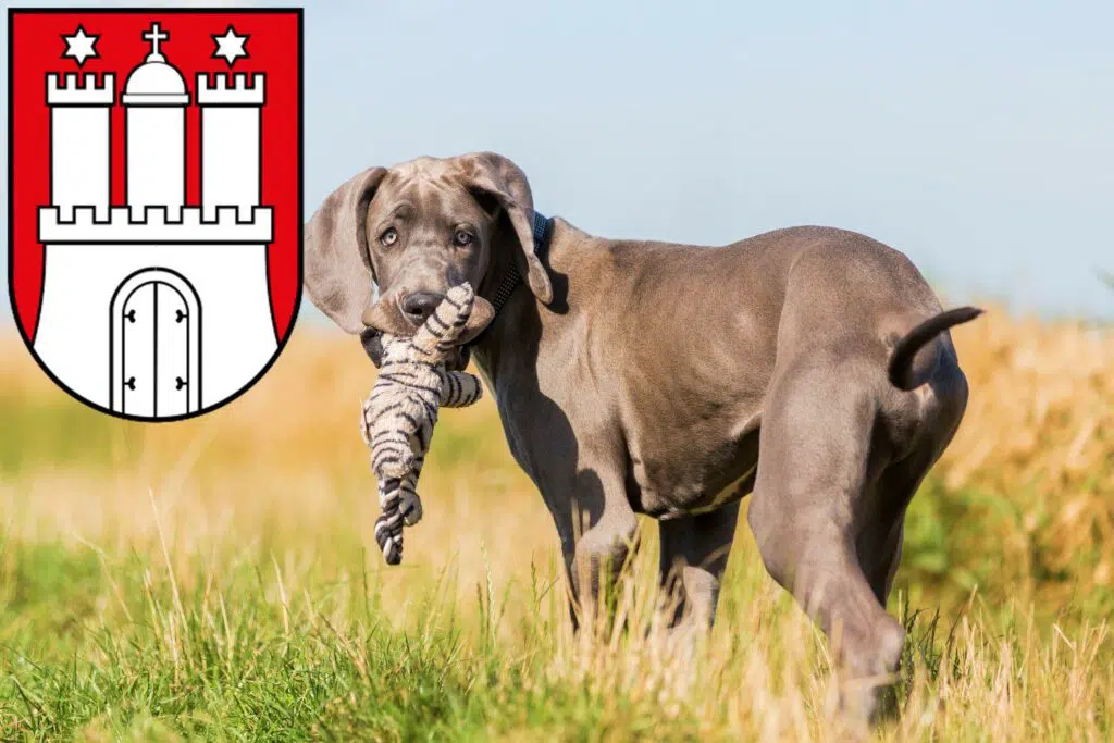 Dogge Züchter mit Welpen Bergedorf, Hamburg