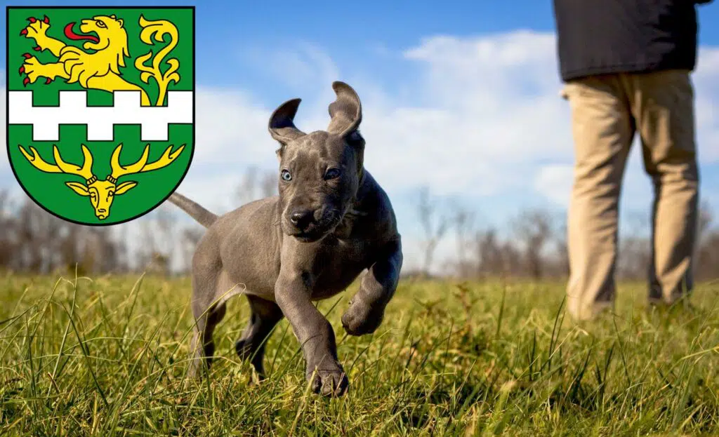 Dogge Züchter mit Welpen Bergisch Gladbach, Nordrhein-Westfalen