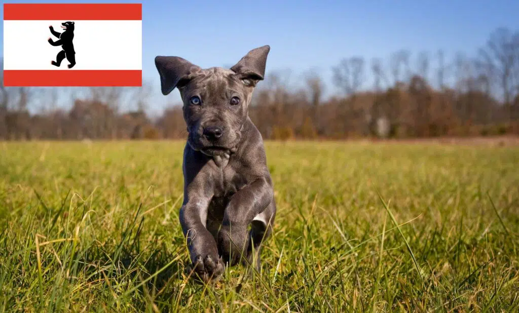 Dogge Züchter mit Welpen Berlin