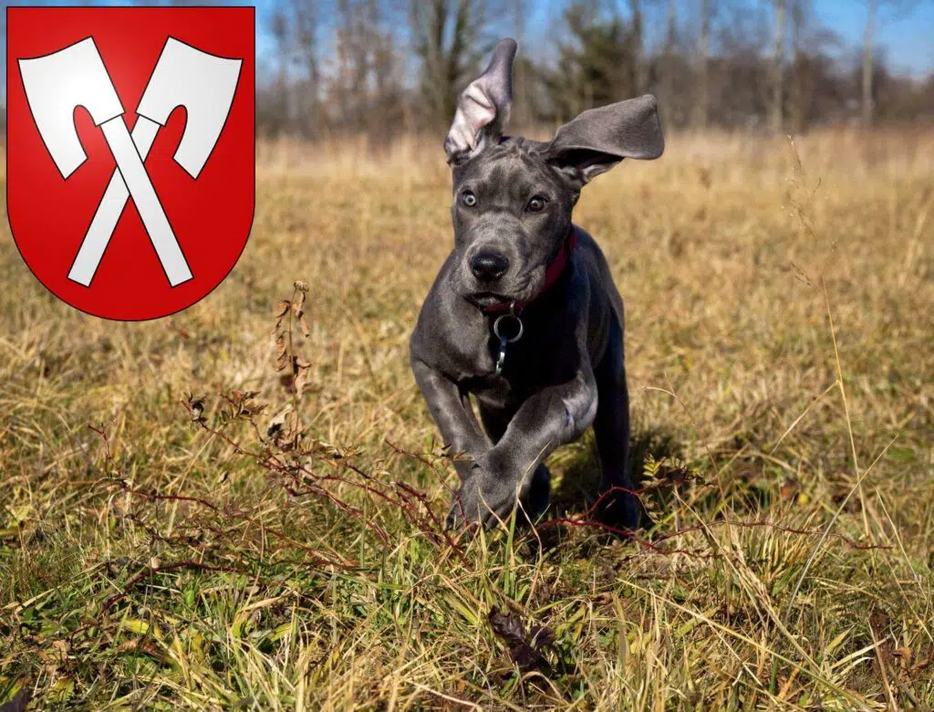 Dogge Züchter mit Welpen Biel, Schweiz