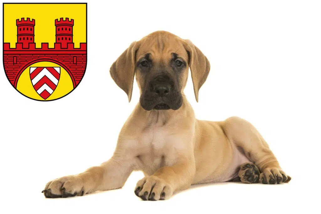 Dogge Züchter mit Welpen Bielefeld, Nordrhein-Westfalen