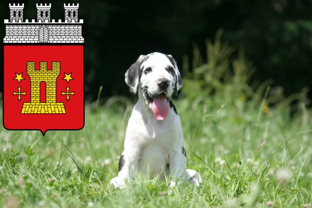 Dogge Züchter mit Welpen Bitburg, Rheinland-Pfalz