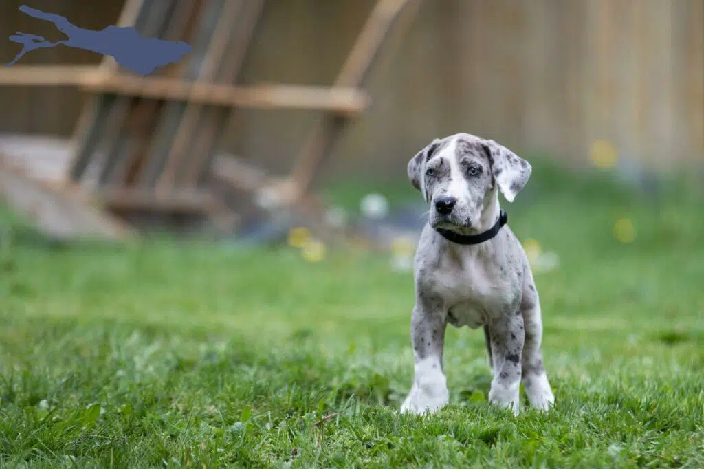 Dogge Züchter mit Welpen Bodensee, Baden-Württemberg