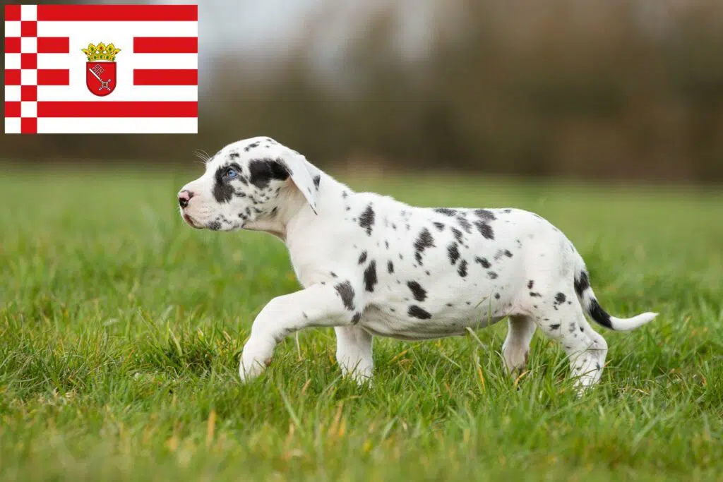 Dogge Züchter mit Welpen Bremen, Bremen