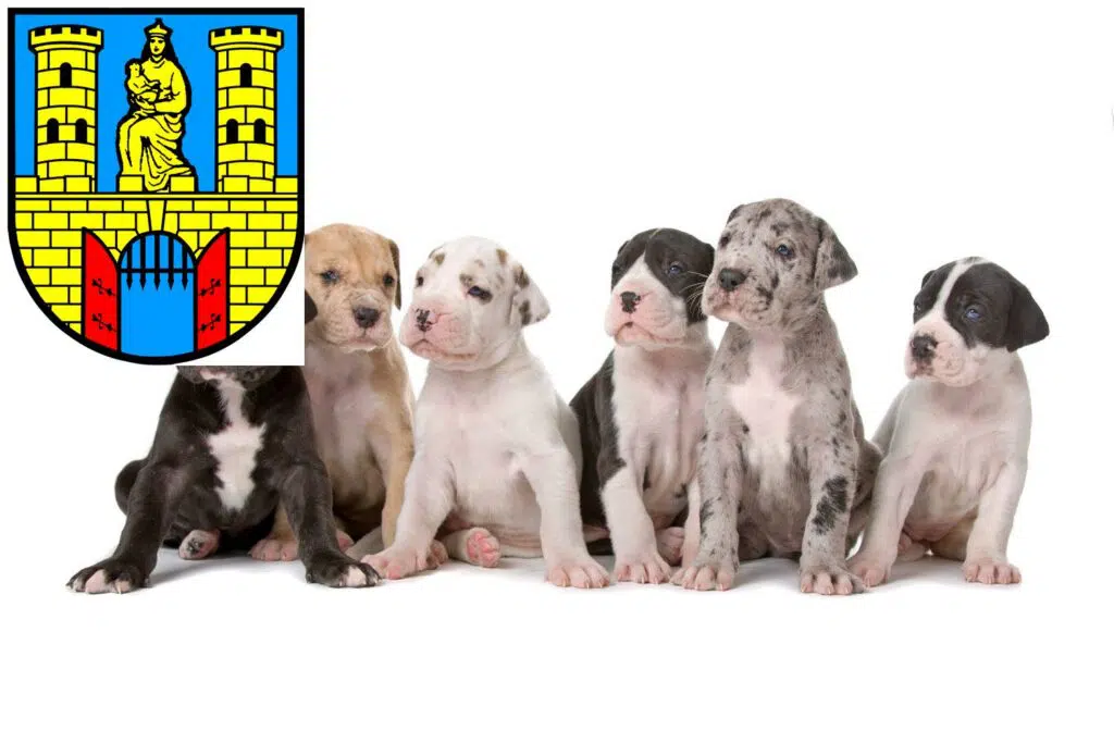 Dogge Züchter mit Welpen Burg (bei Magdeburg), Sachsen-Anhalt