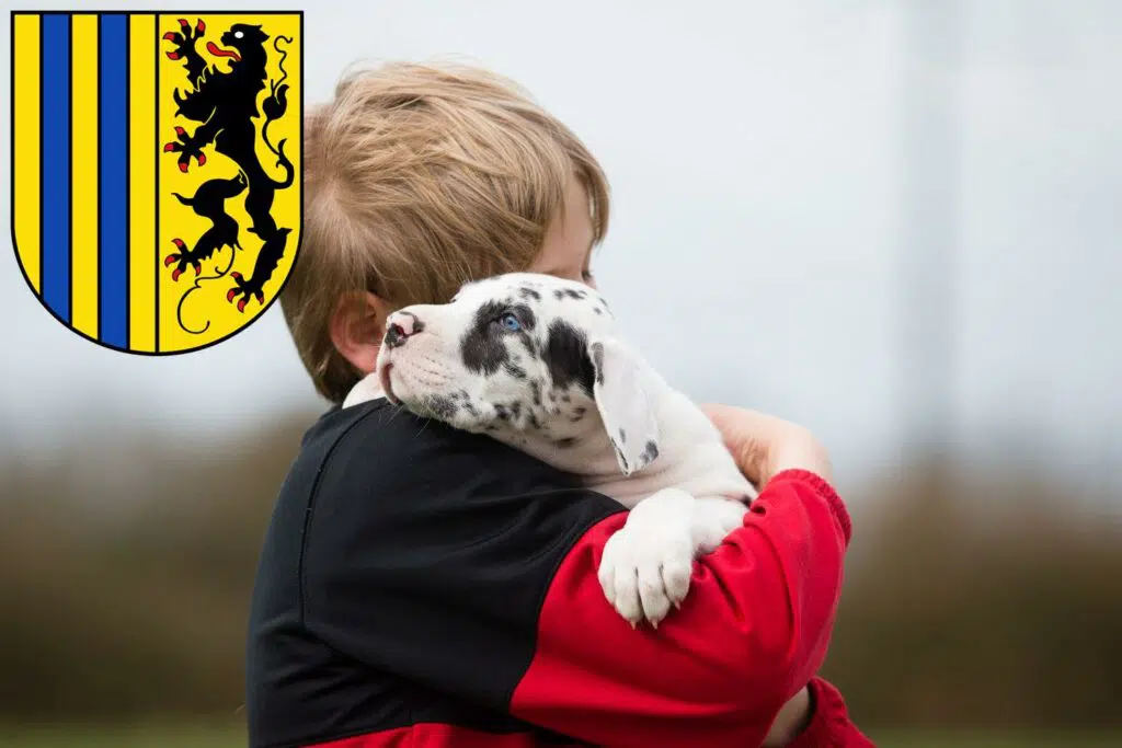 Dogge Züchter mit Welpen Chemnitz, Sachsen