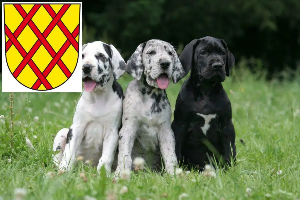 Dogge Züchter mit Welpen Daun, Rheinland-Pfalz