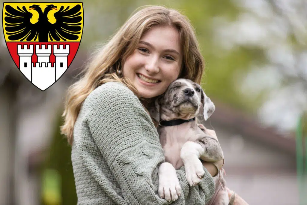 Dogge Züchter mit Welpen Duisburg, Nordrhein-Westfalen