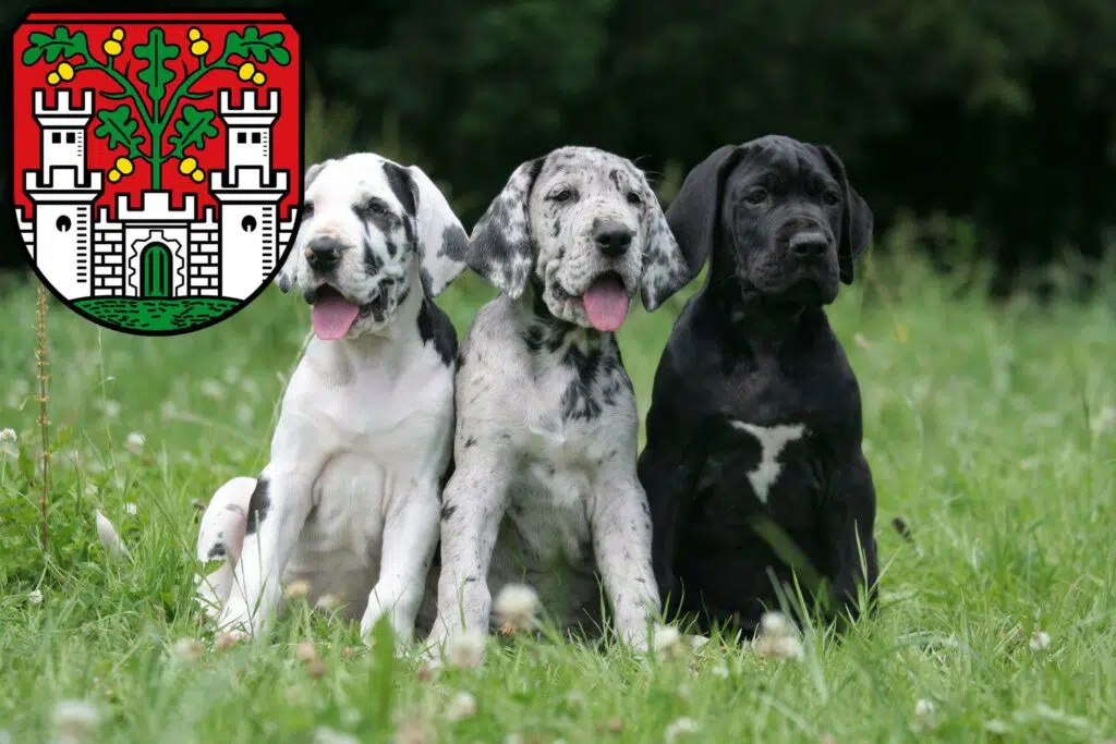 Dogge Züchter mit Welpen Eichstätt, Bayern