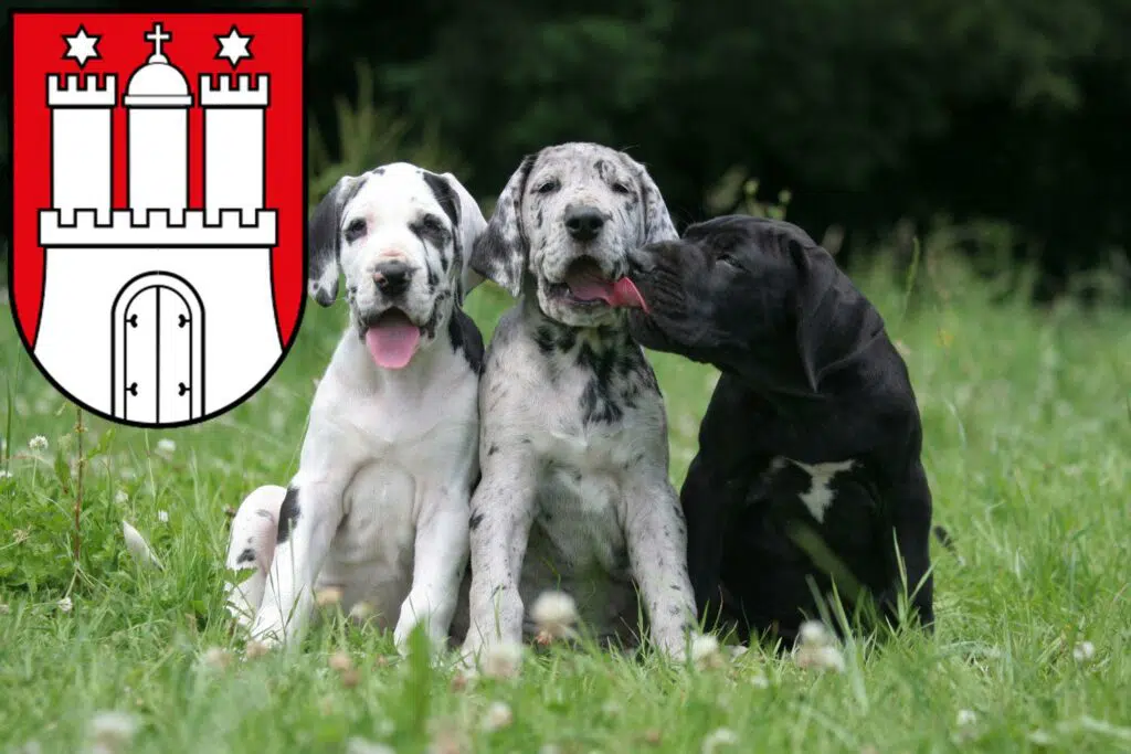 Dogge Züchter mit Welpen Eimsbüttel, Hamburg