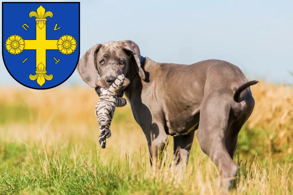 Dogge Züchter mit Welpen Eutin, Schleswig-Holstein