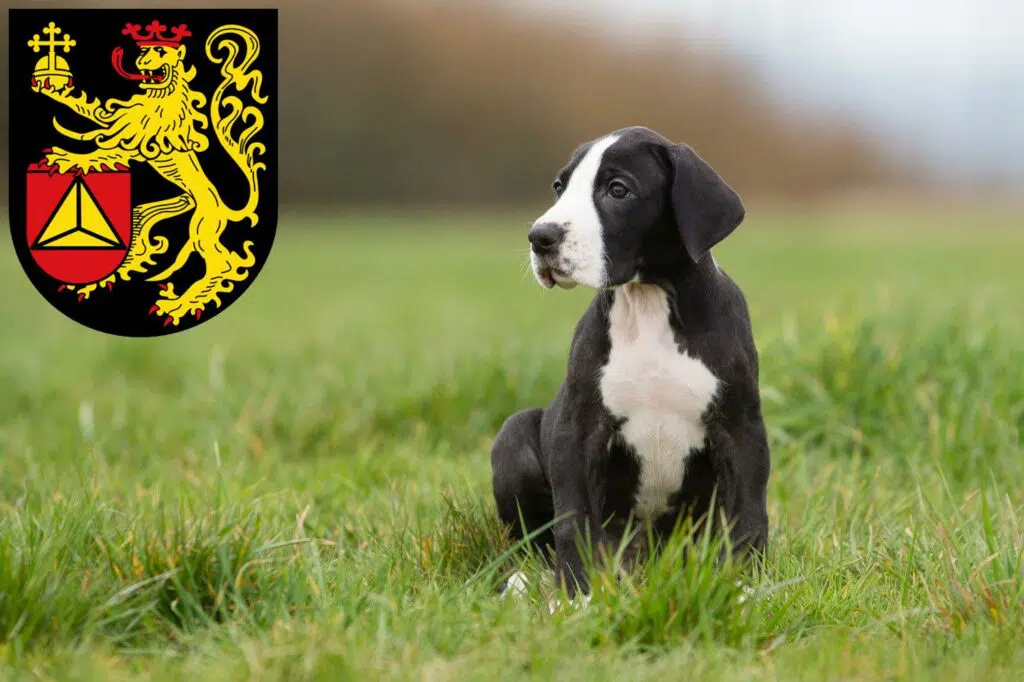 Dogge Züchter mit Welpen Frankenthal (Pfalz), Rheinland-Pfalz