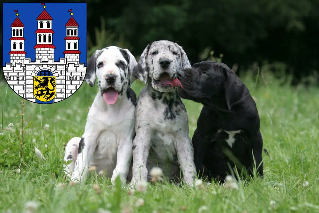 Dogge Züchter mit Welpen Freiberg, Sachsen