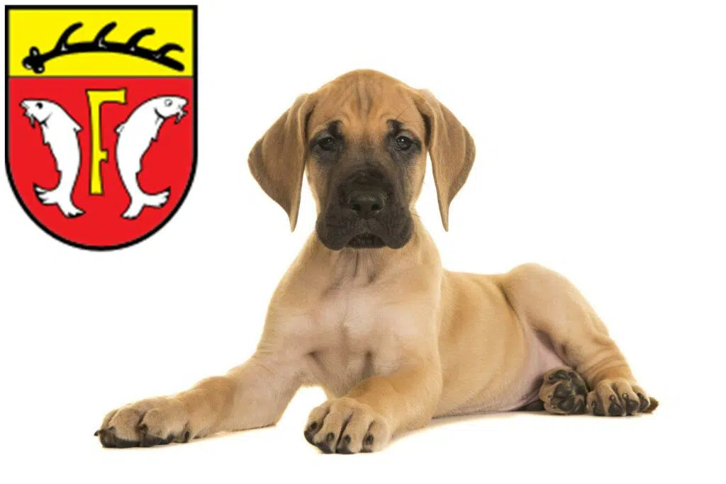 Dogge Züchter mit Welpen Freudenstadt, Baden-Württemberg