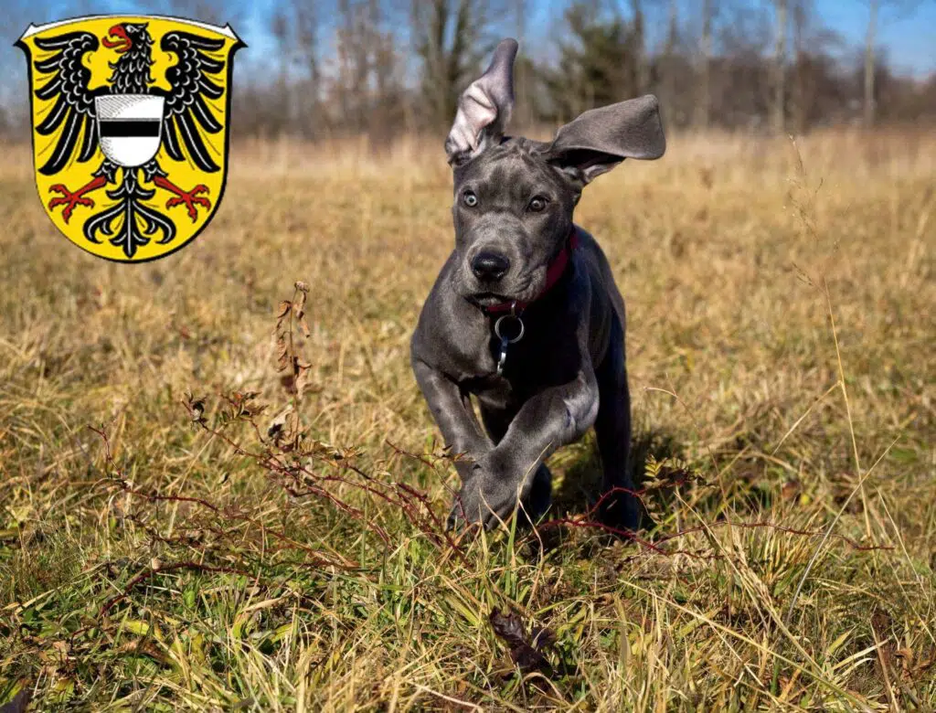 Dogge Züchter mit Welpen Gelnhausen, Hessen