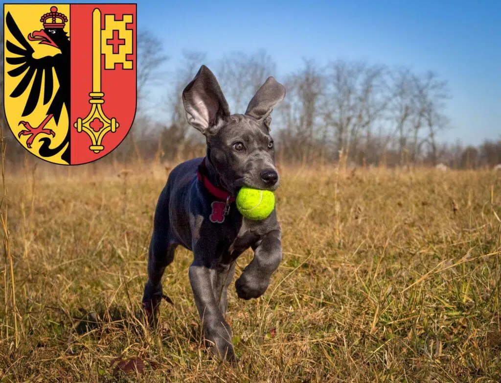 Dogge Züchter mit Welpen Genf, Schweiz