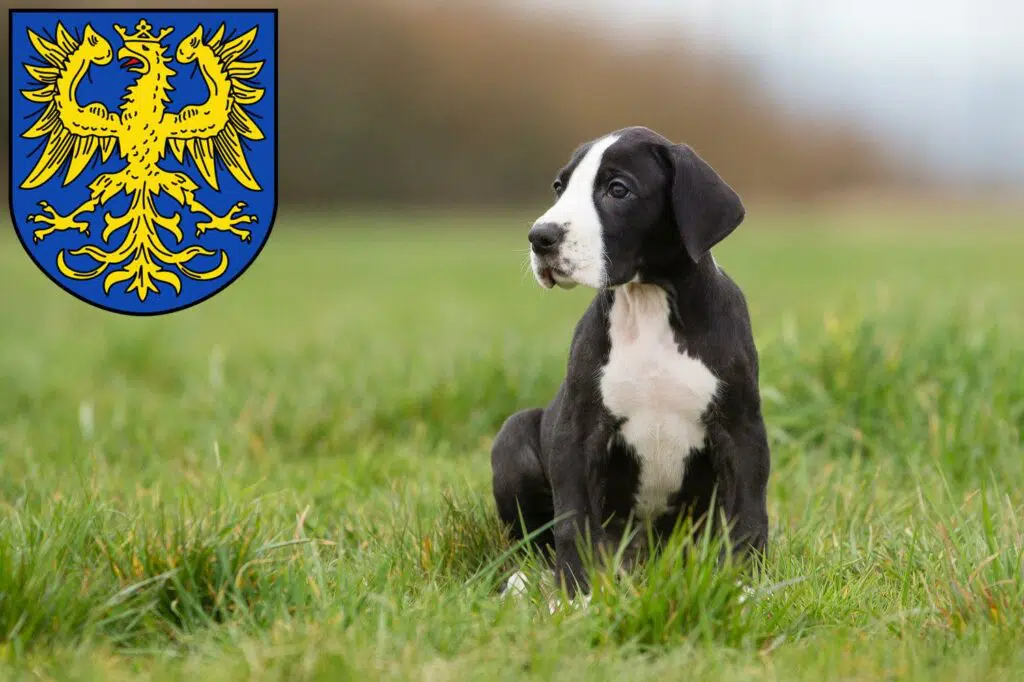 Dogge Züchter mit Welpen Germersheim, Rheinland-Pfalz