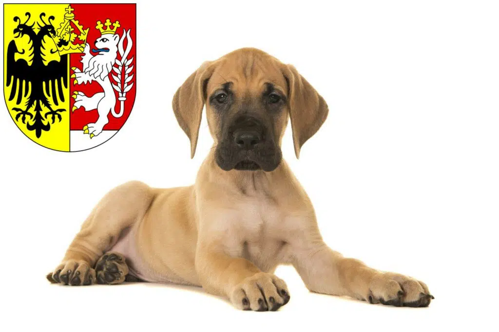 Dogge Züchter mit Welpen Görlitz, Sachsen