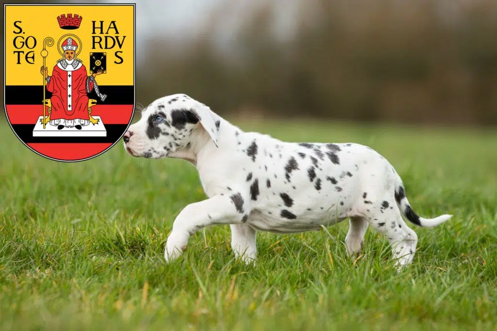 Dogge Züchter mit Welpen Gotha, Thüringen