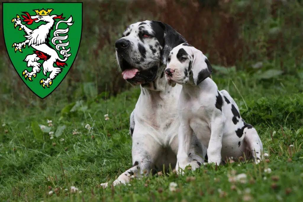 Dogge Züchter mit Welpen Graz, Österreich