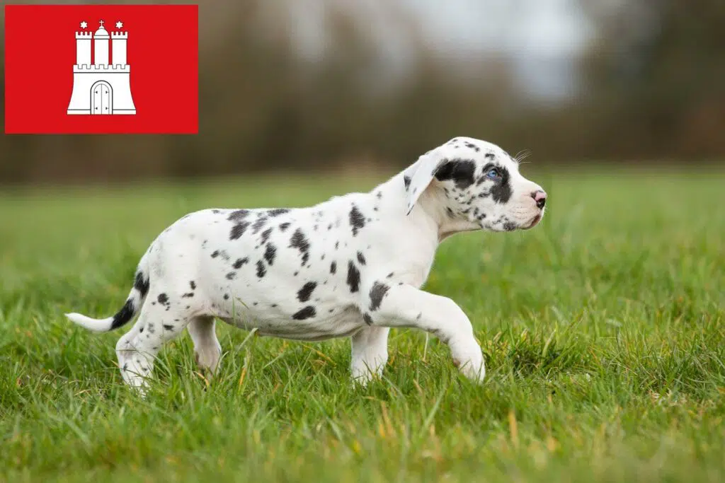 Dogge Züchter mit Welpen Hamburg