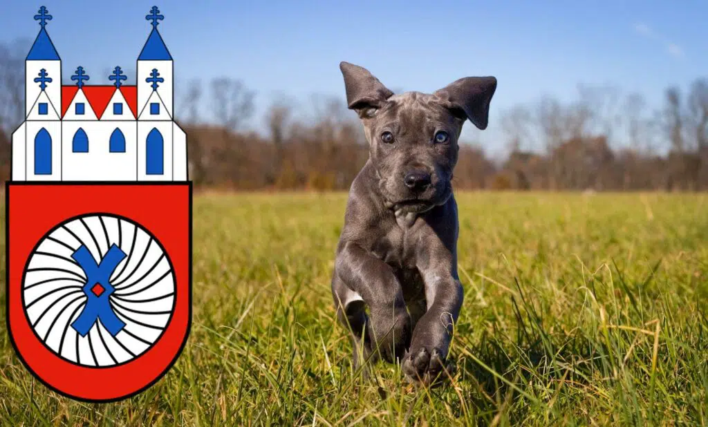 Dogge Züchter mit Welpen Hameln, Niedersachsen