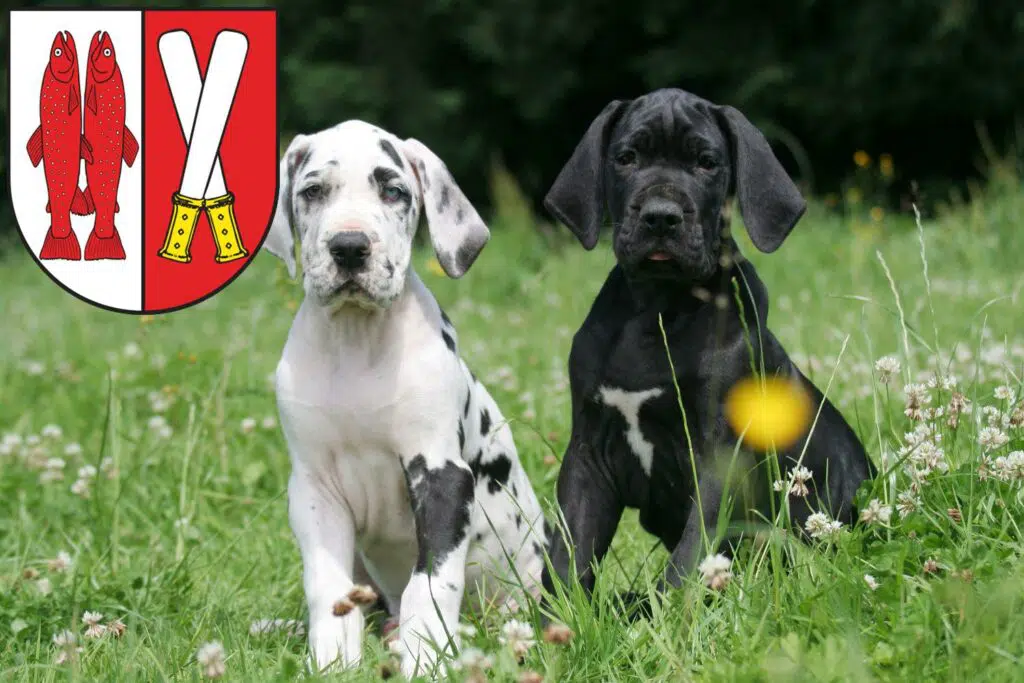 Dogge Züchter mit Welpen Harz, Sachsen-Anhalt