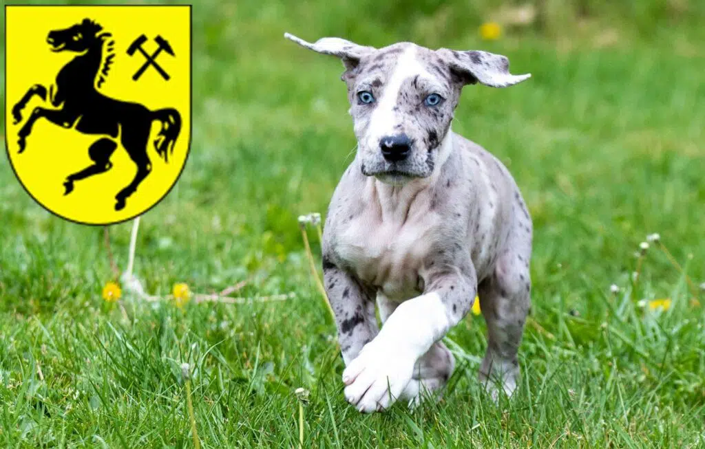 Dogge Züchter mit Welpen Herne, Nordrhein-Westfalen