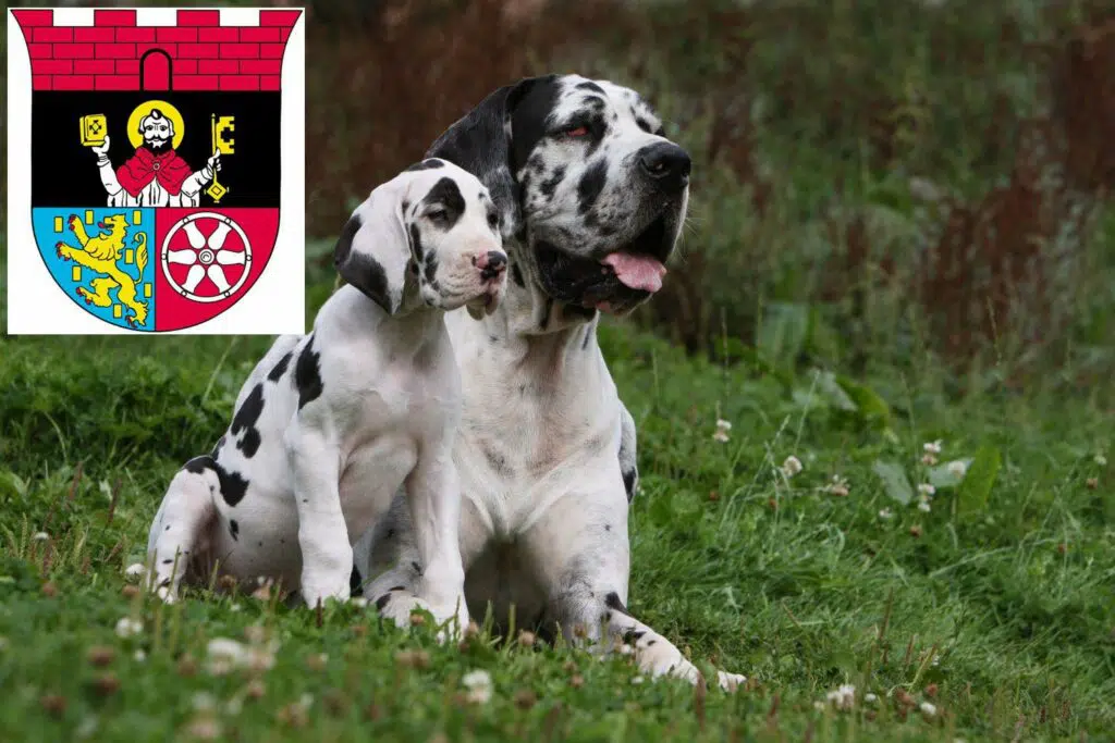 Dogge Züchter mit Welpen Hofheim am Taunus, Hessen