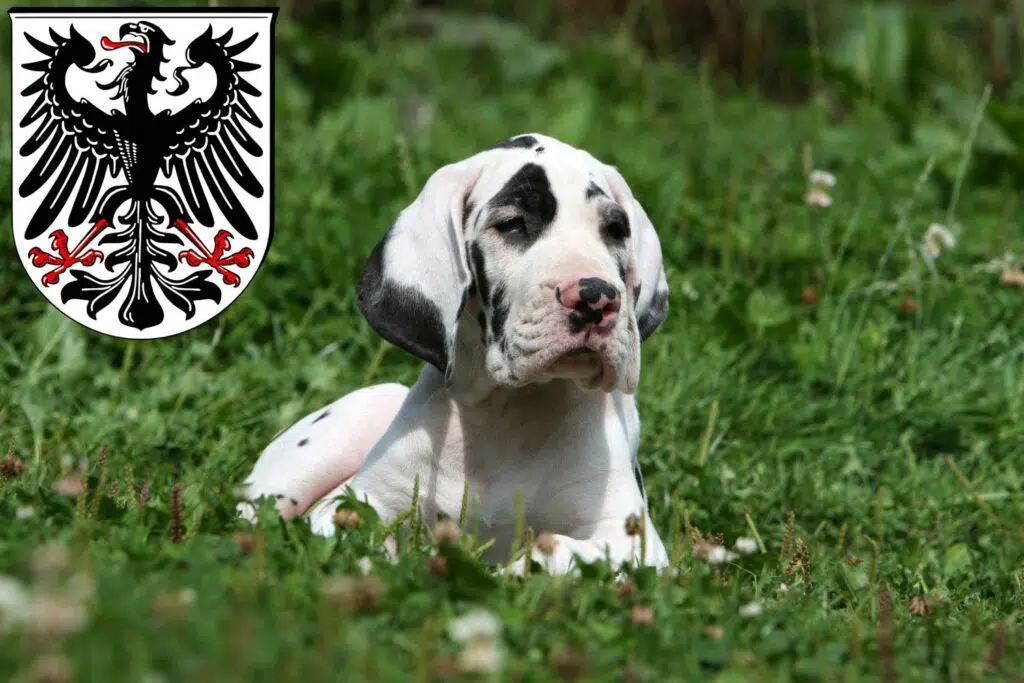 Dogge Züchter mit Welpen Ingelheim am Rhein, Rheinland-Pfalz