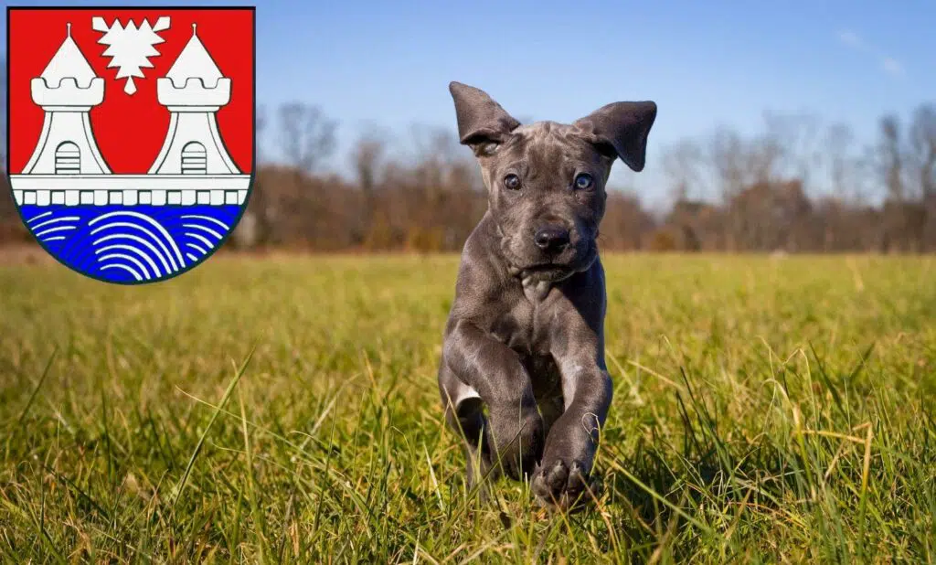 Dogge Züchter mit Welpen Itzehoe, Schleswig-Holstein