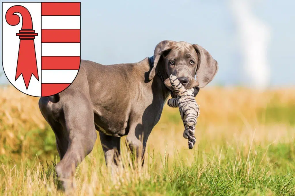 Dogge Züchter mit Welpen Jura, Schweiz