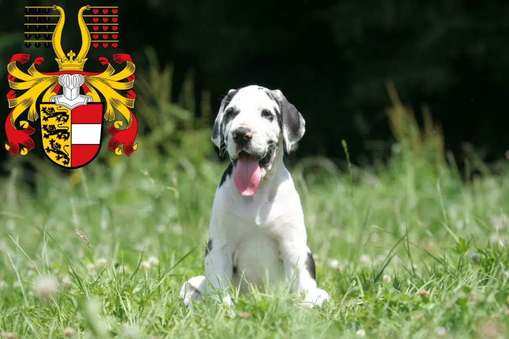 Dogge Züchter mit Welpen Kärnten, Österreich