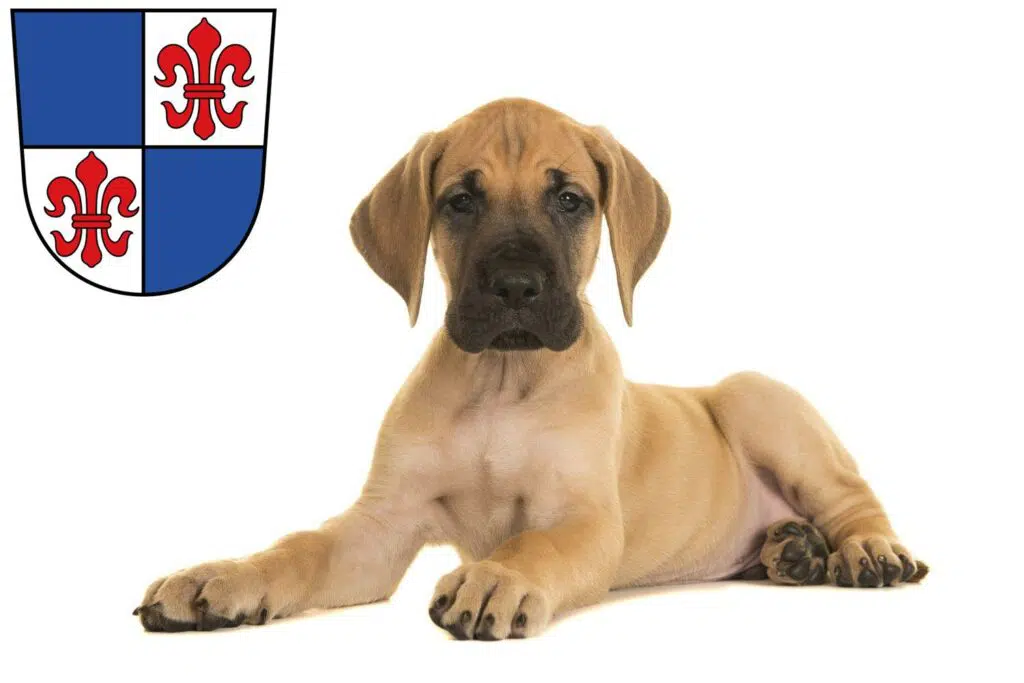 Dogge Züchter mit Welpen Karlstadt, Bayern