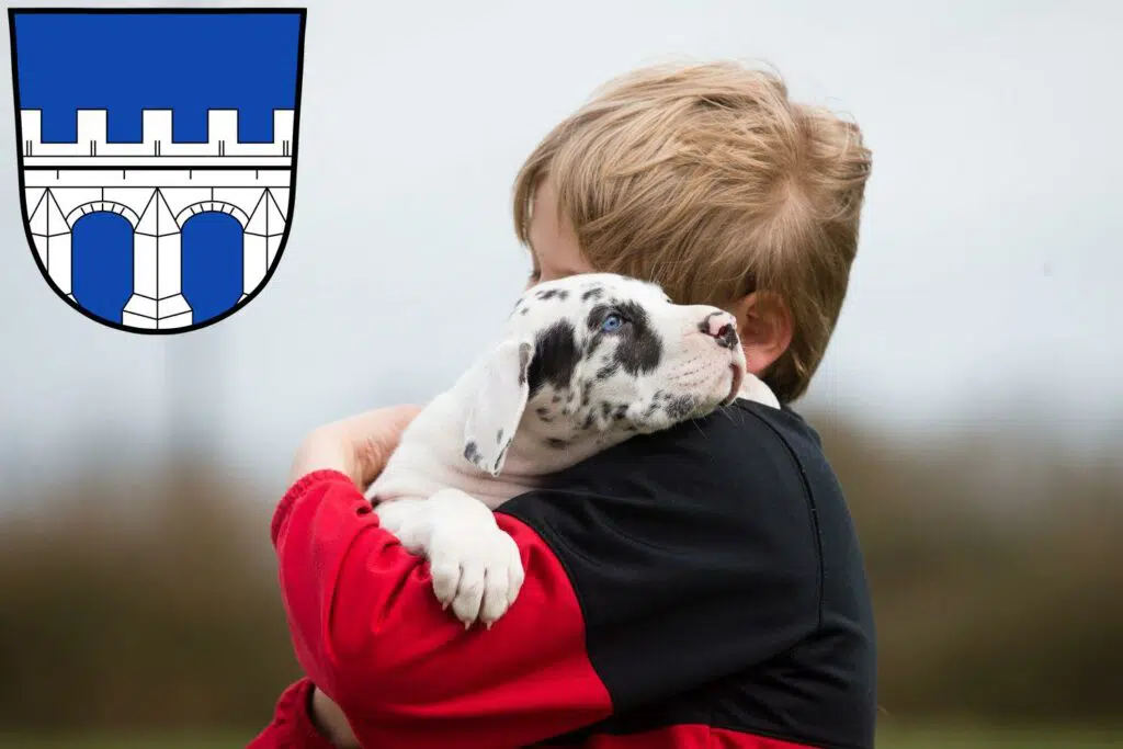 Dogge Züchter mit Welpen Kitzingen, Bayern