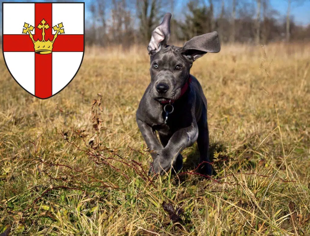 Dogge Züchter mit Welpen Koblenz, Rheinland-Pfalz