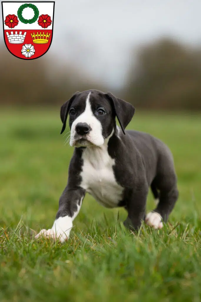 Dogge Züchter mit Welpen Kronach, Bayern