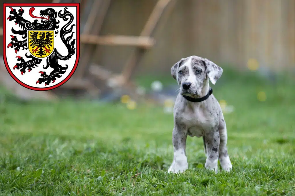 Dogge Züchter mit Welpen Landau in der Pfalz, Rheinland-Pfalz