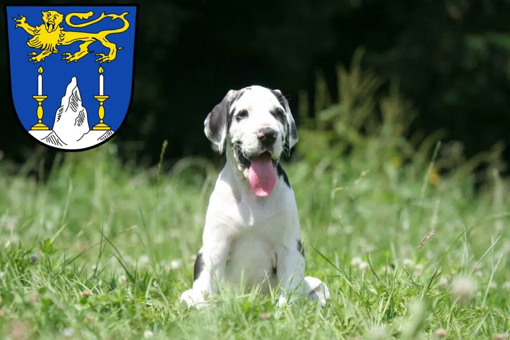 Dogge Züchter mit Welpen Lichtenfels (Oberfranken), Bayern