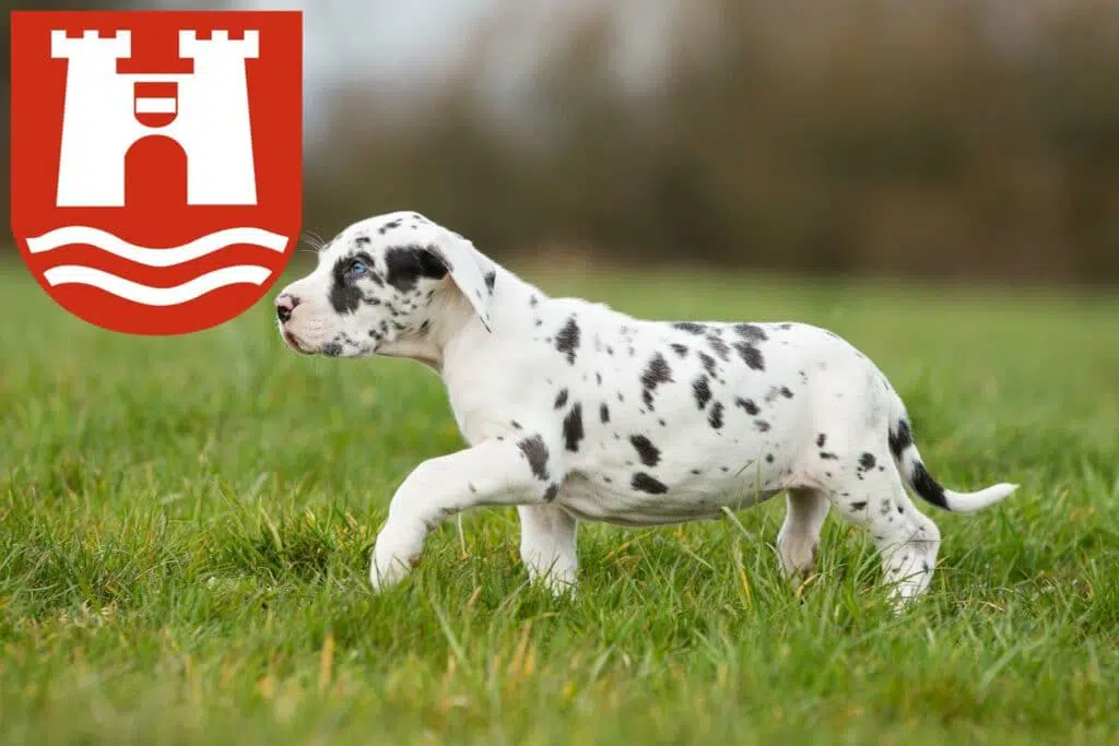 Dogge Züchter mit Welpen Linz, Österreich