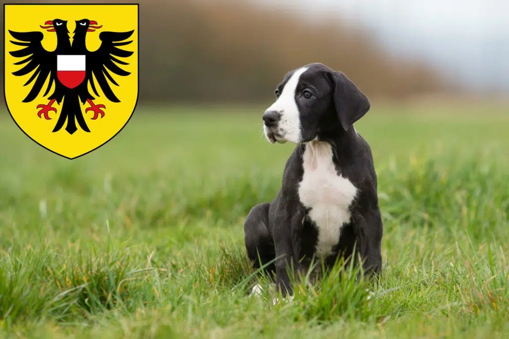Dogge Züchter mit Welpen Lübeck, Schleswig-Holstein