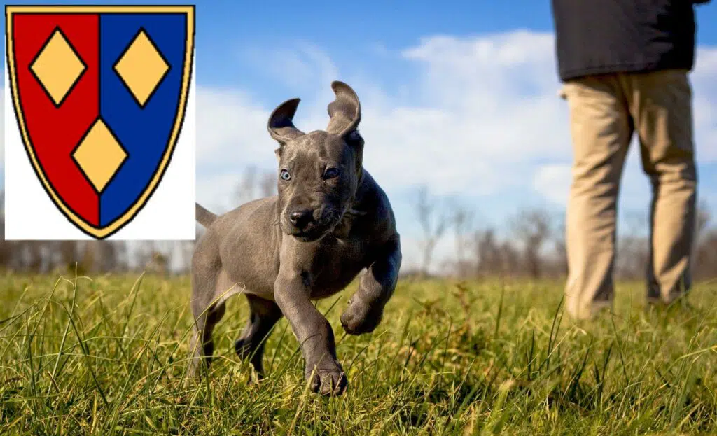 Dogge Züchter mit Welpen Lüchow (Wendland), Niedersachsen