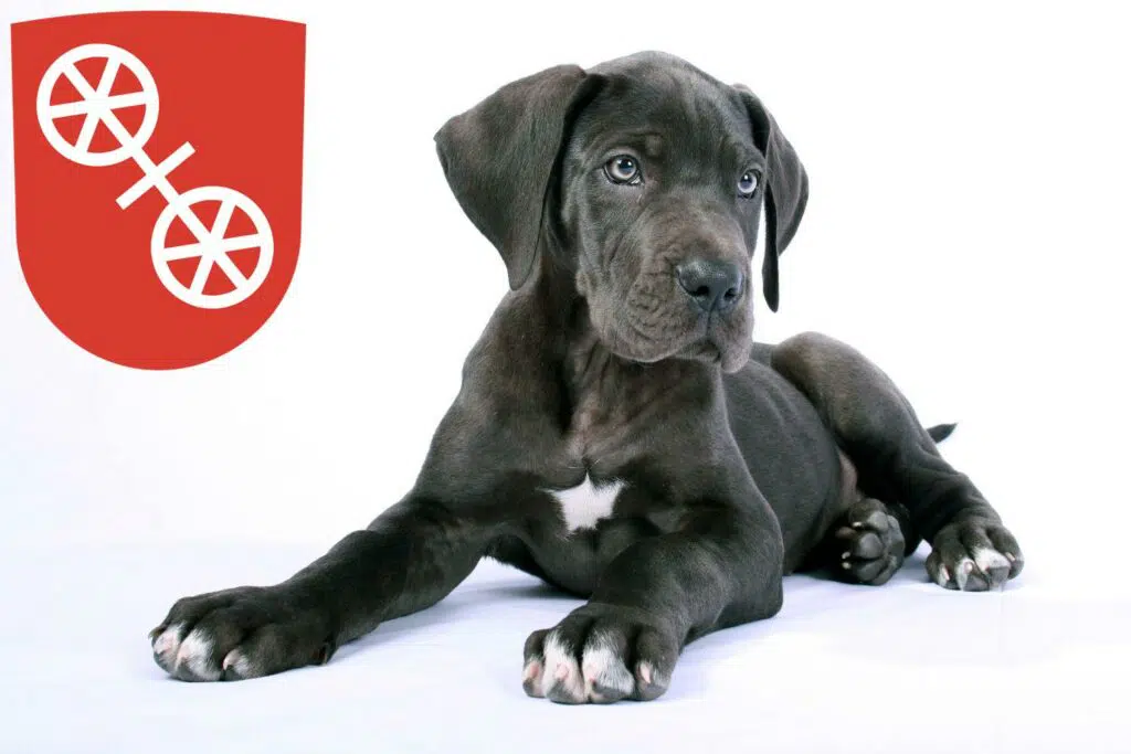 Dogge Züchter mit Welpen Mainz, Rheinland-Pfalz