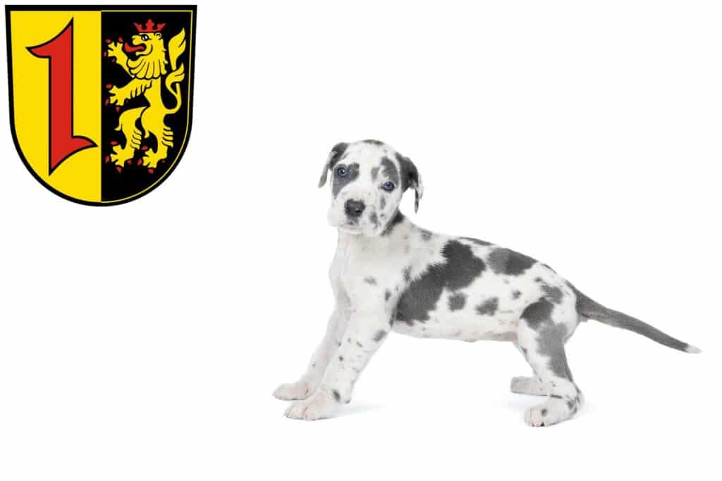 Dogge Züchter mit Welpen Mannheim, Baden-Württemberg