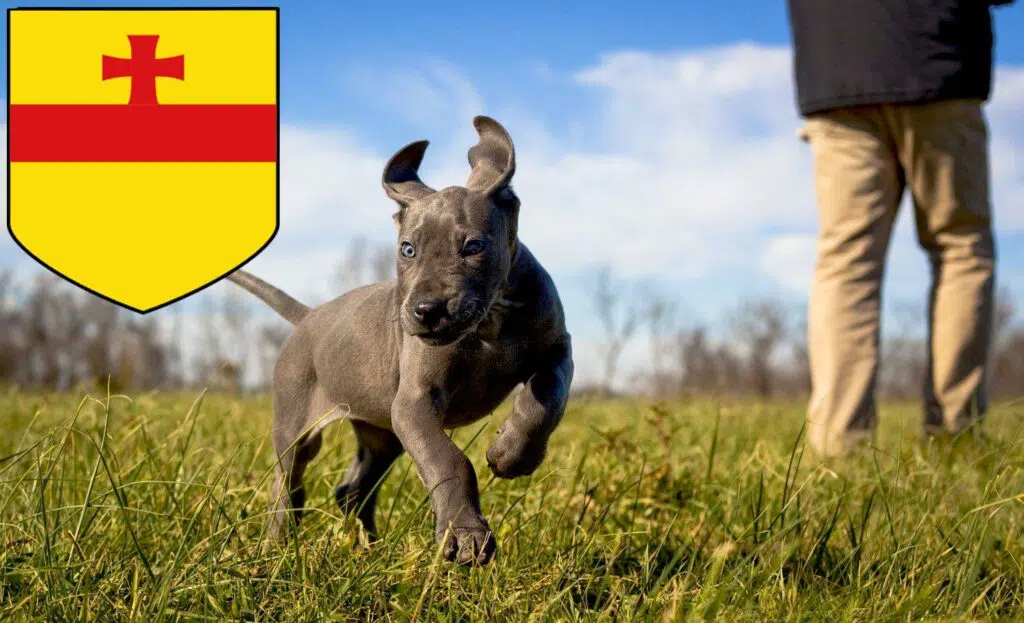 Dogge Züchter mit Welpen Meppen, Niedersachsen