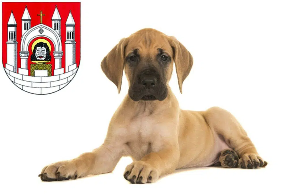 Dogge Züchter mit Welpen Merseburg, Sachsen-Anhalt