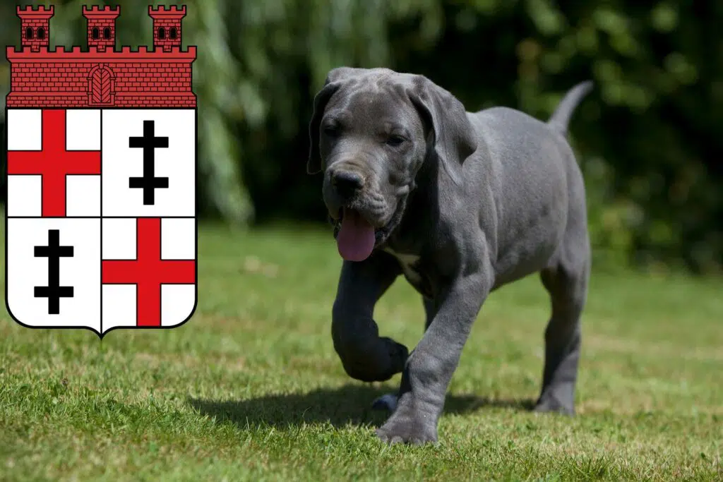 Dogge Züchter mit Welpen Merzig, Saarland