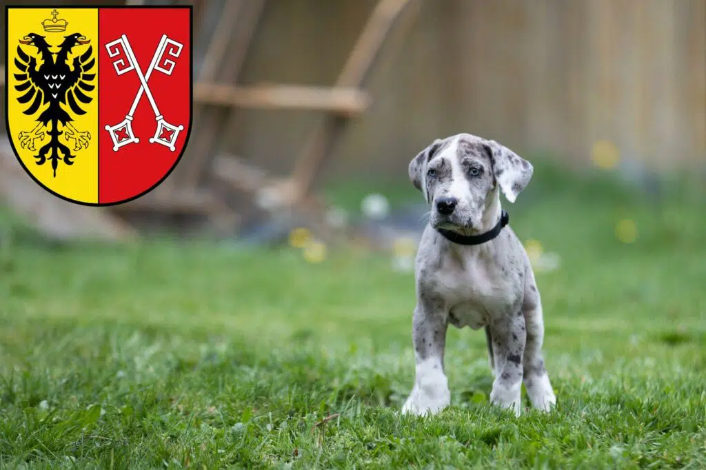 Dogge Züchter mit Welpen Minden, Nordrhein-Westfalen