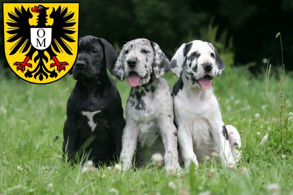 Dogge Züchter mit Welpen Mosbach, Baden-Württemberg